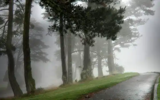 туман, природа, алейка, парк, утро, мокрая, картинка, 