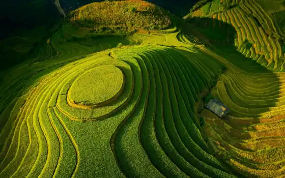 поле, долина, первую, взгляд, weed, чайная, плантация, зелёный