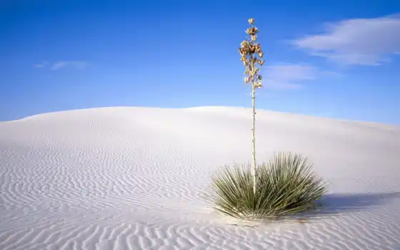 песок, пустыня, белый, расхождение, национальный, оазис