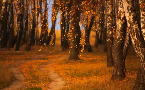 лес, осень, дерево, береза, природа