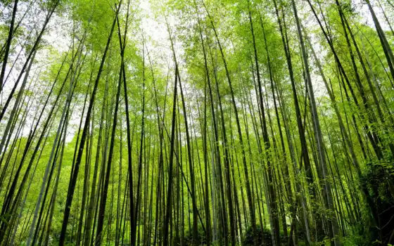 бамбук, лес, лес, бамбу, натурал,