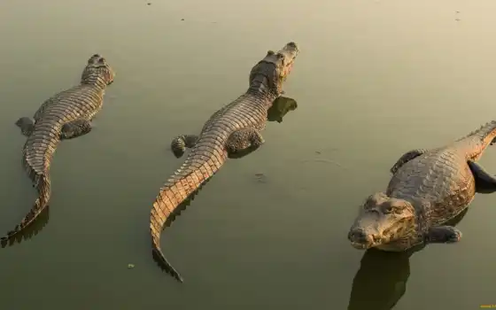 крокодилы, животные, 