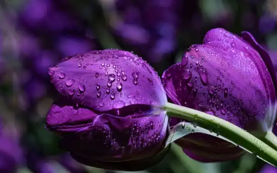цветы, purple, тюльпан, makryi, картинка, cvety, drop, красивый, заставка, sun, рассвет