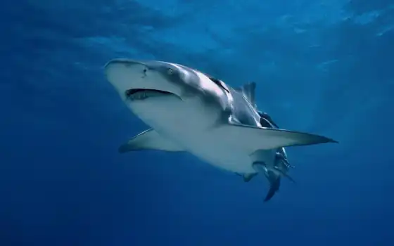 акула, рыба