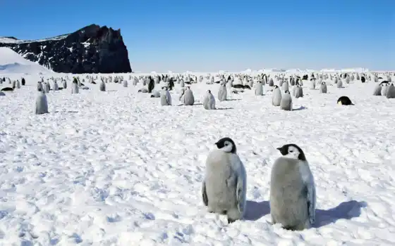 пингвины, пингвинов, снегу, птицы, картинка, снег, 