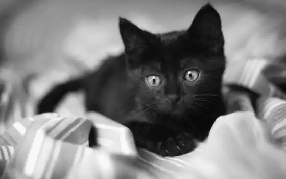 туго, котенок, черный, гатто, серый, глоток, чёрно,
