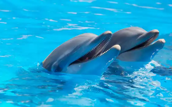 дельфины, вода, 