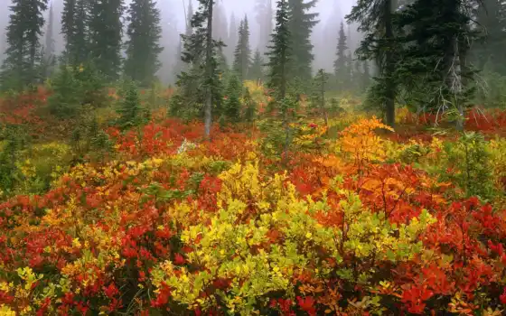 толпа, лес, осень, туман,