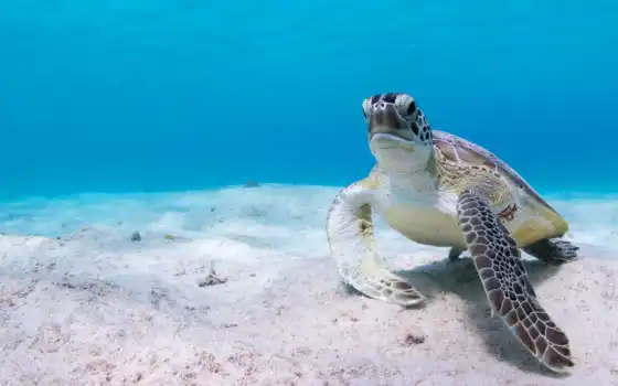 черепаха, fond, животное, miro, подводный, tortue, voda, под