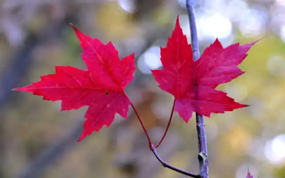 осень, leaf