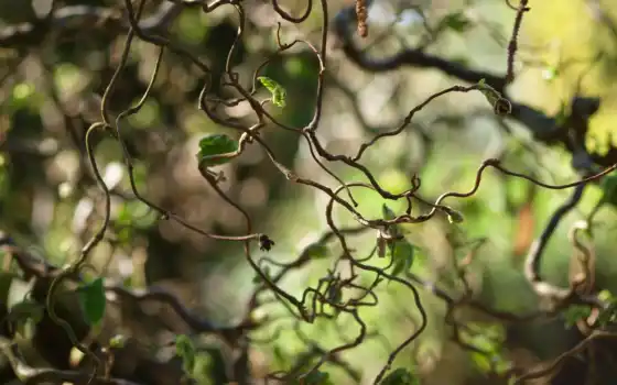 лиана, натуральный лист