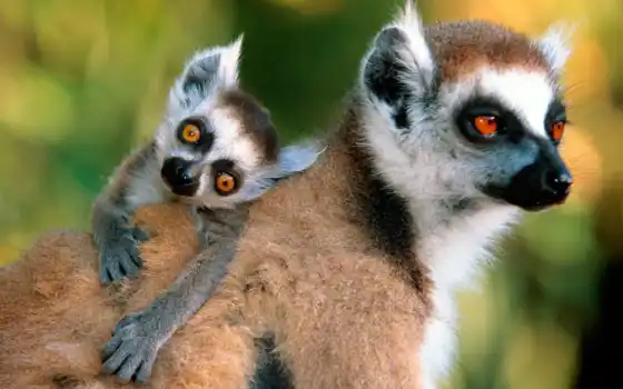 lemur, island, nus, kumba, запас, порог, парк, животное, мадагаскар