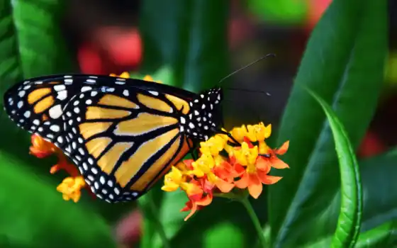 монарх, бабочка