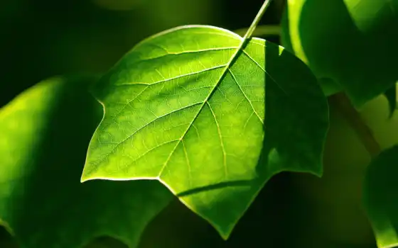 зелёный, природа, лепесток, лист, дерево, makryi, branch, растение