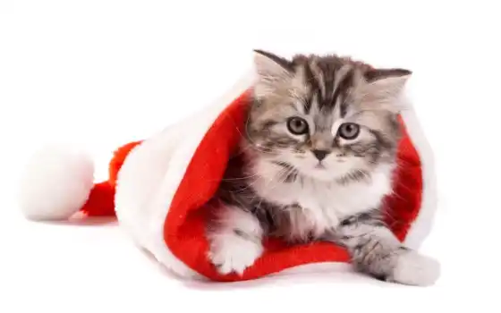 кошки, год, новый, животные, шапки, праздники, кошка, рождество, 