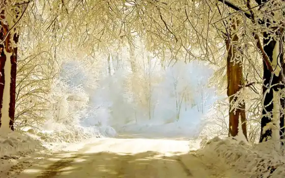 зима, деревья, свет, солнце, сердце, любовь, энергия, в оригинале, лес,