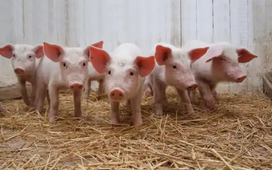свинья, животное, сельхоз, маленький