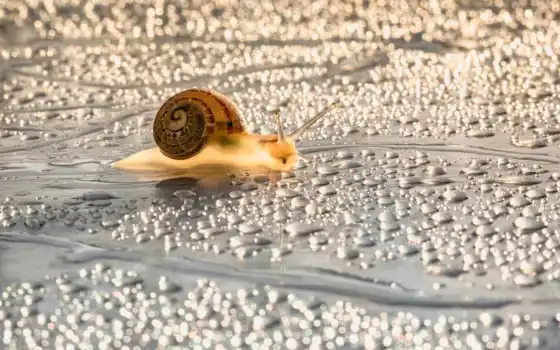 snail, drop, water, siput, prudovik, lymnaeidan, air, daun, взгляд