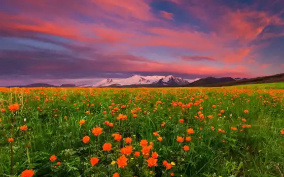 цветы, поле, небо, гора, природа, закат, россия, пейзаж, оляко, оранж