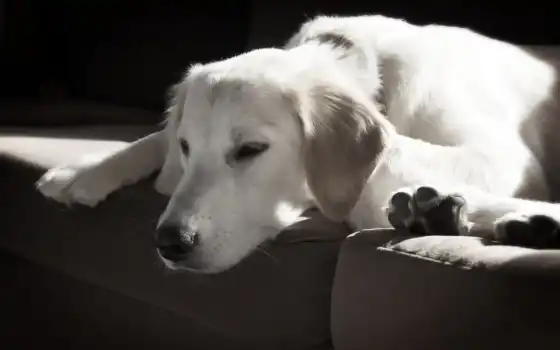 обои на рабочий стол, красивые картинки, картинки для ipad, обои для android