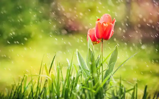 тюльпаны, под, дождем, дождь, цветы, красивые, 