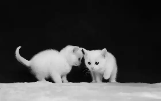 белое, котенок, черное, родное, два, чх ё, два, аним, шесть, розовое