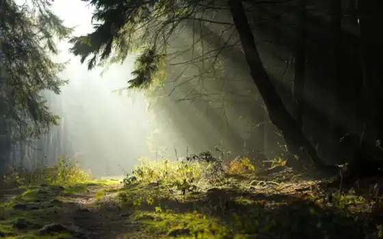 лес, природа
