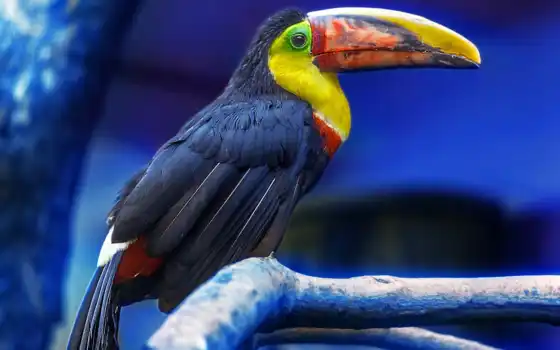tukat, клюв, птица, toucan, биг