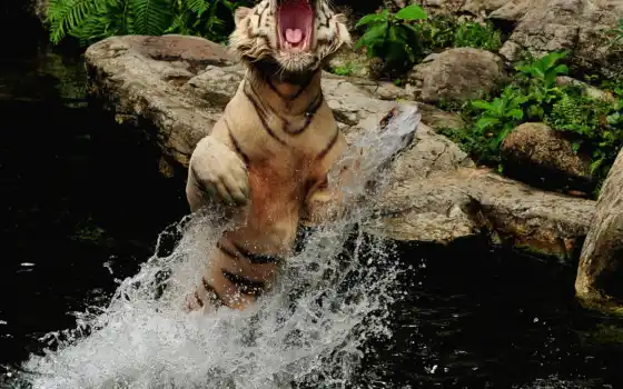 тигр, вода, прыжок, животное, камень, кот