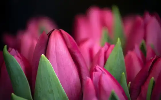 тюльпан, фиолетовый, весна, обоиняк, цветок, розовый, фото, гоа, взять