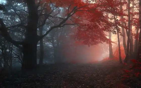 туман, осень, лес, дорога, деревья, природа, 