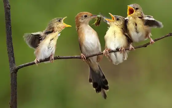 птица, животное, нуждается