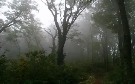 туман, лес, дерево, тропинка, деревья, картинка, 