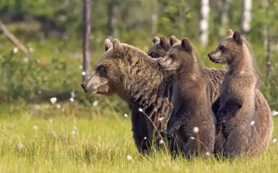 медведи, медведи, медведь,