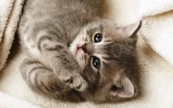 котенок, кот, лежит, лапки, смотрит, кошки, серый, одеяло, 