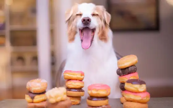 собака, happy, bunch, donut, еда, retina, щенок, animal, fond, друг