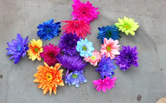 chrysanthemum, multicolor, фон, крупным планом, многоцветный
