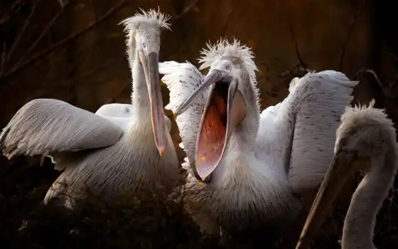 пеликан, белый