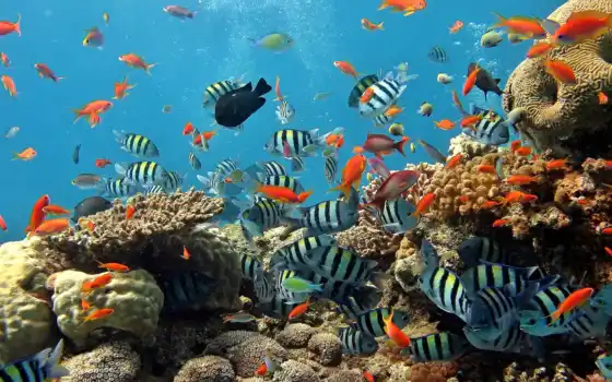 рыба, кораллы, океан, море, танк, океан, подводный, мир, жизнь