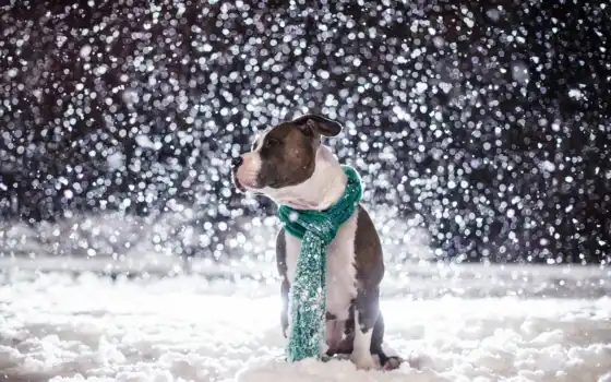 снег, животные, шарф, 