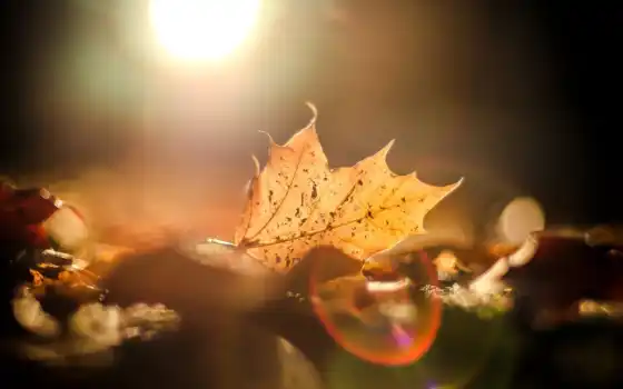 осень, leaf, sun, glare