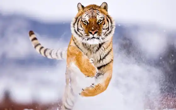 тигр, животное, снег, зима