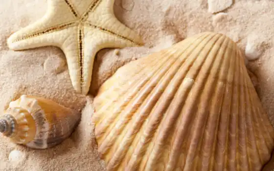 seashell, marine, dream, спать, песок, сонник, star, интерпретация, миро, море