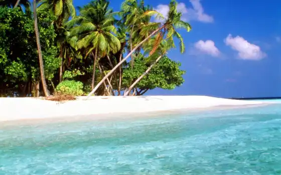 мальдивы, остров, мальдив, река, тропический, тропик, первородный, качество, тропически, пальма