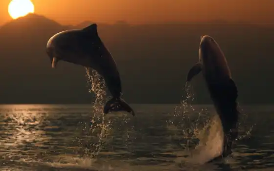 дельфина, красивый, дельфин, oir, море, human