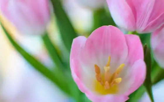 тюльпан, весна, розовый