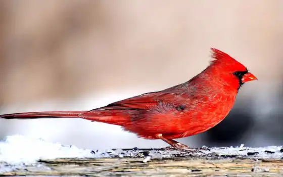 кардинал