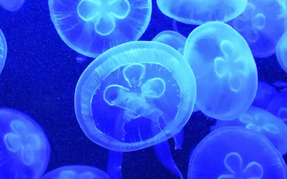 медузы, синие, вода, океан, рыба, эстетическое море