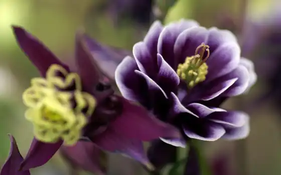 фиолетовый, природа, цветы,