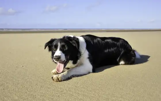 собака, море, пляж, лежит, 